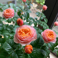 Vuvuzela Rose: Captivating Beauty and Fragrance