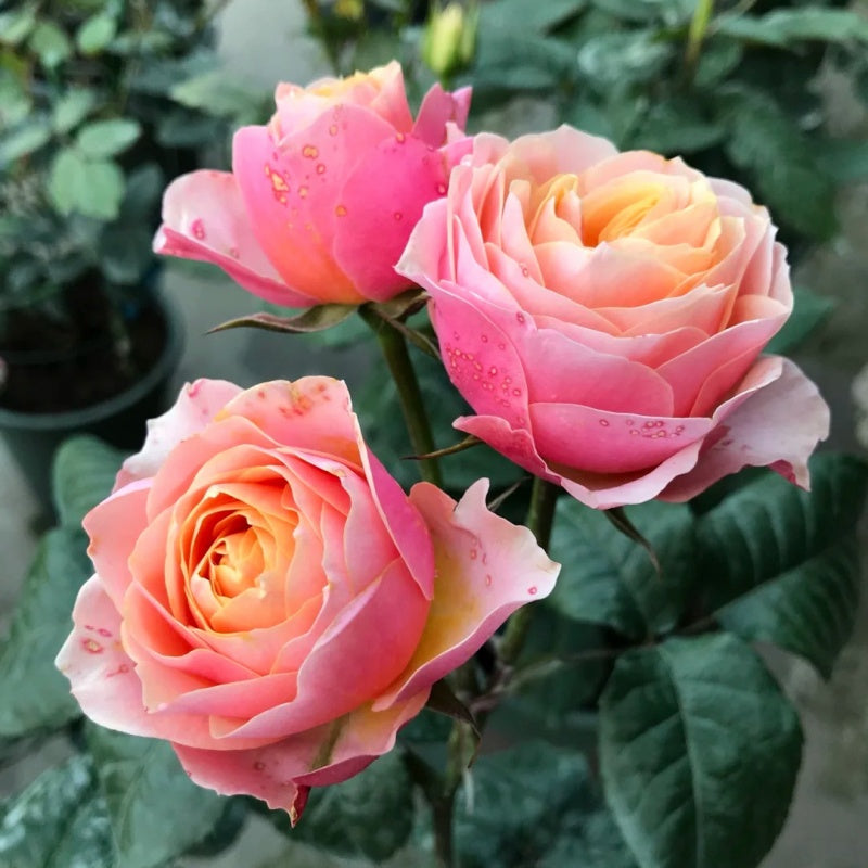 Vuvuzela Rose: Captivating Beauty and Fragrance