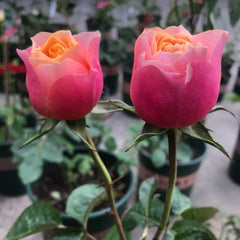 Vuvuzela Rose: Captivating Beauty and Fragrance