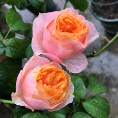 Vuvuzela Rose: Captivating Beauty and Fragrance