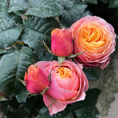 Vuvuzela Rose: Captivating Beauty and Fragrance