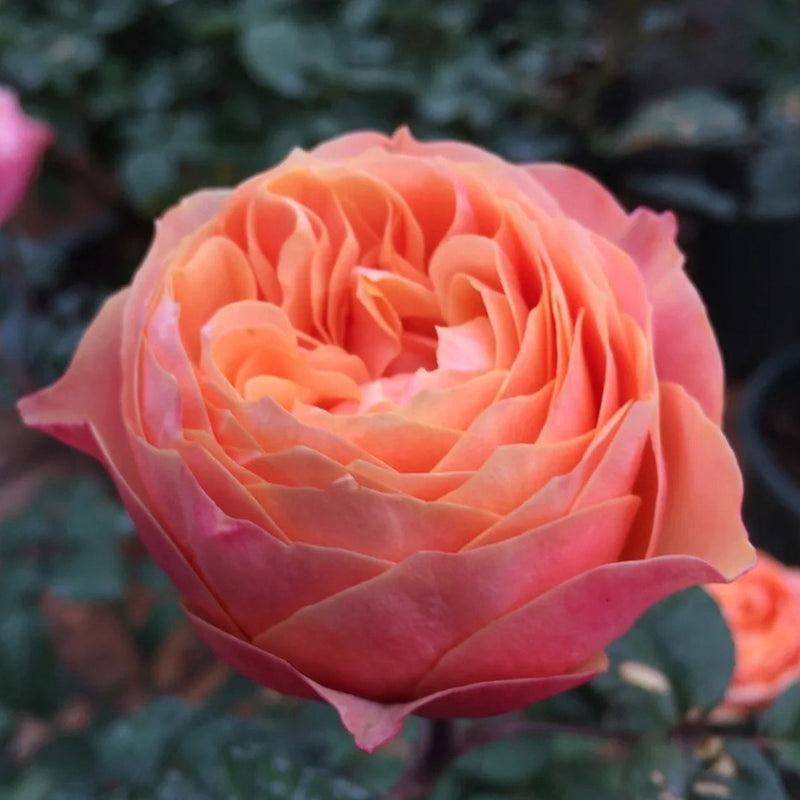 Vuvuzela Rose: Captivating Beauty and Fragrance