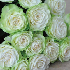 Wakana Rose Plant