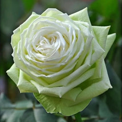 Wakana Rose Plant