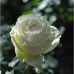 Wakana Rose Plant