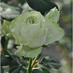 Wakana Rose Plant