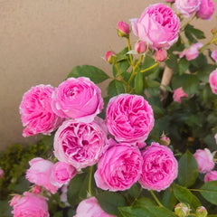 Wan Shan Rose Plant