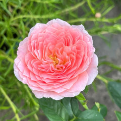 Wan Shan Rose Plant