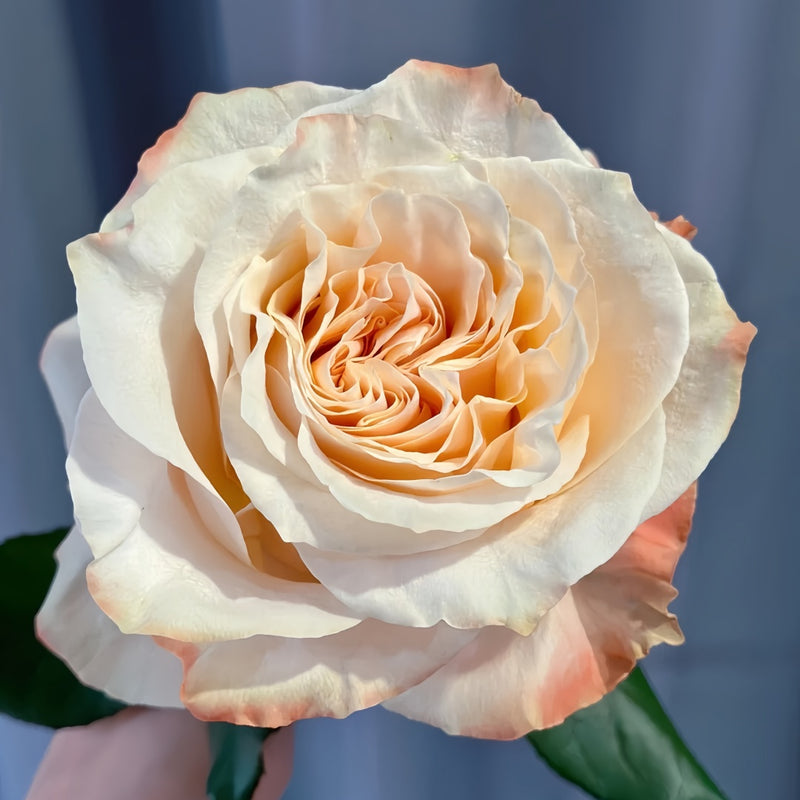 Warm hearted Milk Pastry Rose Plant