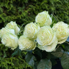 Wasabi Rose Plant