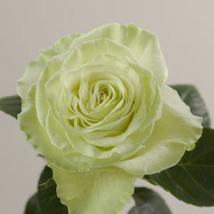 Wasabi Rose Plant