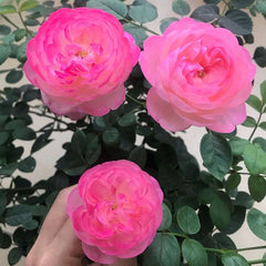 Mon Amour Rose Plant｜和室