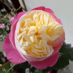 Mon Amour Rose Plant｜和室