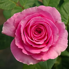 Water Game Rose Plant|海滨乐园