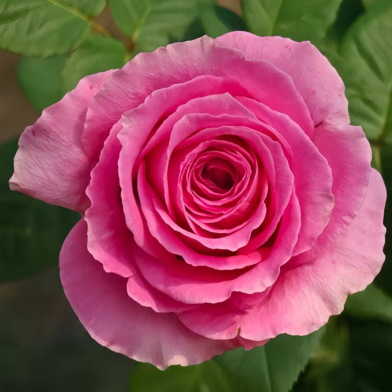 Water Game Rose Plant|海滨乐园