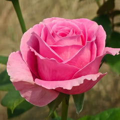 Water Game Rose Plant|海滨乐园