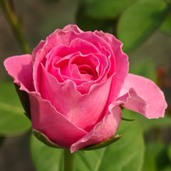 Water Game Rose Plant|海滨乐园