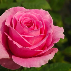 Water Game Rose Plant|海滨乐园