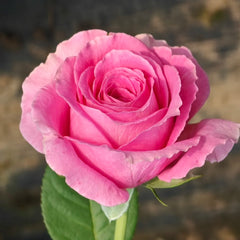 Water Game Rose Plant|海滨乐园