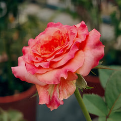 WatercolorPenRosePlant