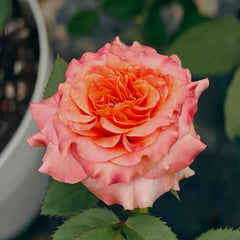 Watercolor Pen Rose Plant|水彩笔