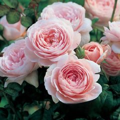 European rose, Queen of Sweden, pink rose, garden plantQueen of Sweden
commercial alias:AUStiger
cultivate：2004.Britain
category：shrub
colour：light pink
brief introduction：A particularly fresh and beautiful rose variety.月季rose_explosionSweden, pink rose, garden plant