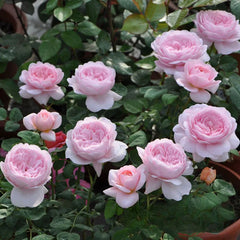 Queen of Sweden Rose Plant｜瑞典女王