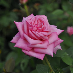 Wedding Bell Rose