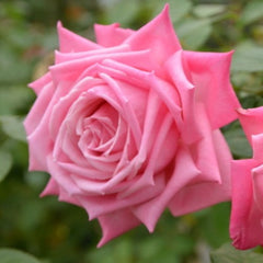 Wedding Bell Rose