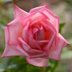 Wedding Bell Rose