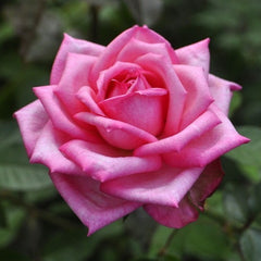 Wedding Bell Rose