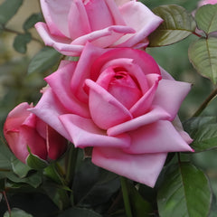 Wedding Bell Rose