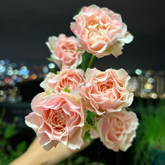 Wedding Rosever Rose Plant ｜新婚爱人