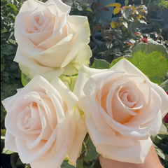 Wedding Spirit Rose Plant|婚礼精神