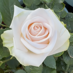 Wedding Spirit Rose Plant|婚礼精神