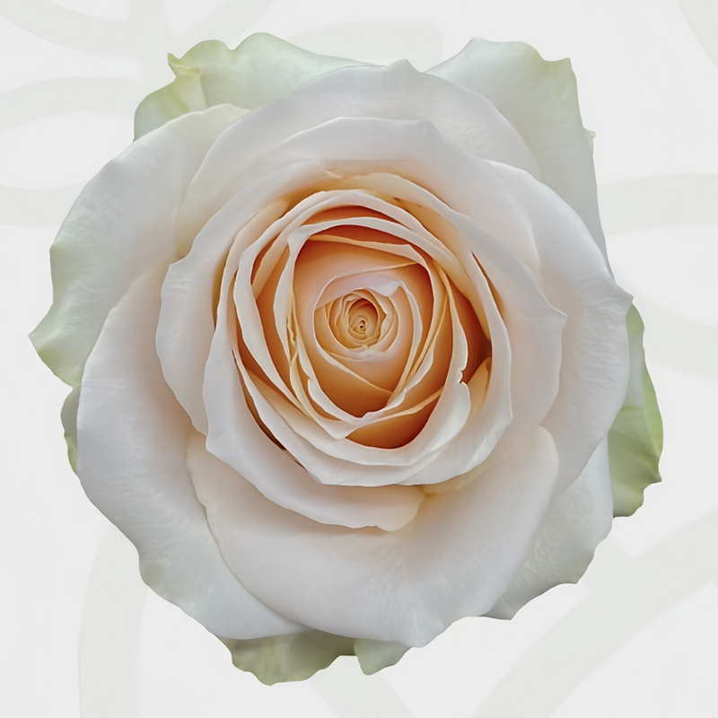 Wedding Spirit Rose Plant|婚礼精神