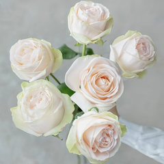 Wedding Spirit Rose Plant|婚礼精神