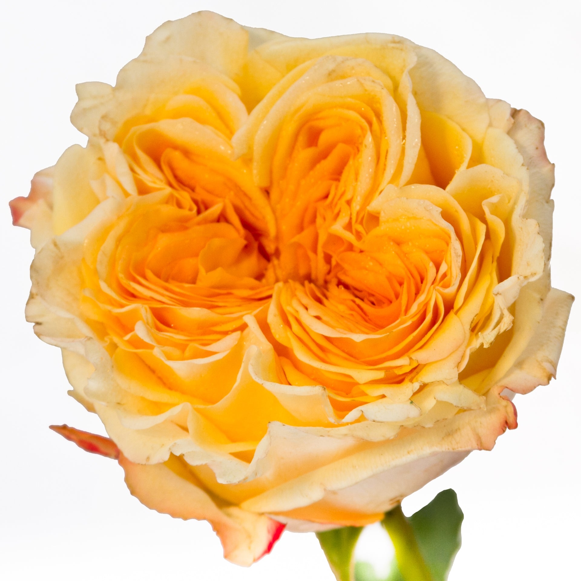 Wedding X-Pression Rose Plant|婚礼激情 – Rose_Explosion