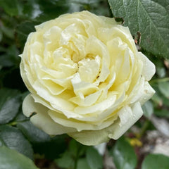 Wedding Piano Rose Plant