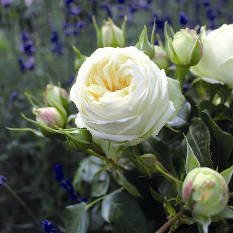 Wedding Piano Rose Plant