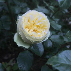 Wedding Piano Rose Plant