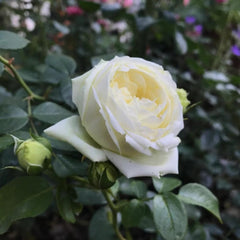 Wedding Piano Rose Plant