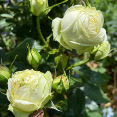 Wedding Piano Rose Plant