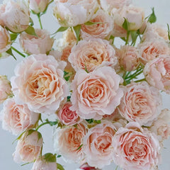 Wedding Rosever Rose Plant