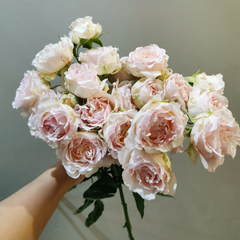 Wedding Rosever Rose Plant ｜新婚爱人