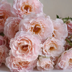 Wedding Rosever Rose Plant