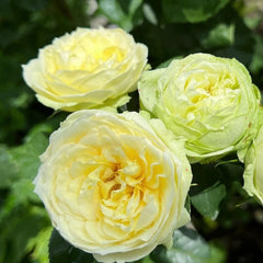 Wedding Piano Rose Plant