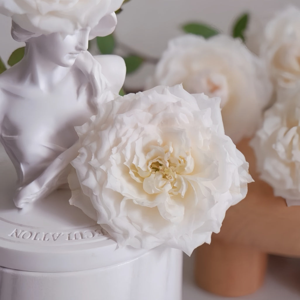 Pink Weeping Roses Weeping beauty Rose Plant|梨花雨 – Rose_Explosion