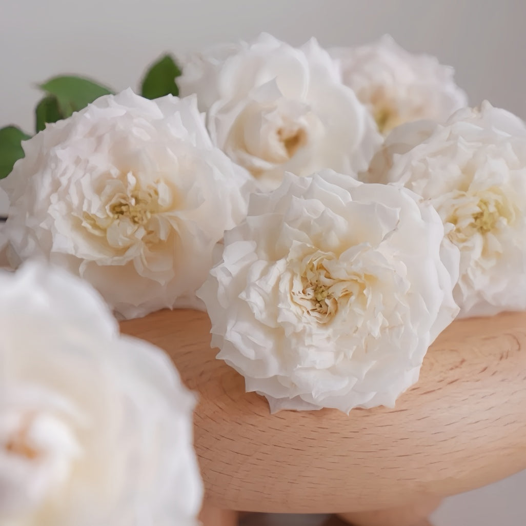 Pink Weeping Roses Weeping beauty Rose Plant|梨花雨 – Rose_Explosion
