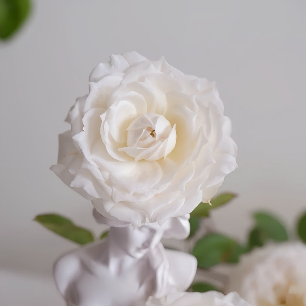 Pink Weeping Roses Weeping beauty Rose Plant|梨花雨 – Rose_Explosion